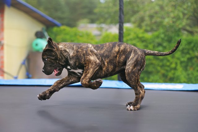 Dog Obstacle Course Features | Sentabarcs gallery image 2