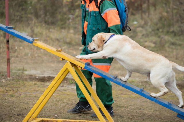 Dog Obstacle Course Features | Sentabarcs gallery image 1