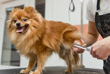 Dog grooming service at Sentabarcs